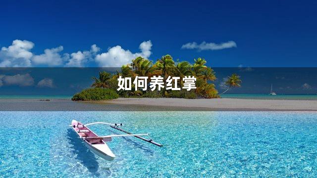 如何养红掌