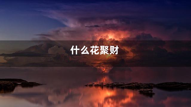 什么花聚财