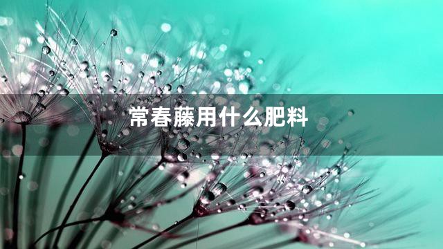 常春藤用什么肥料