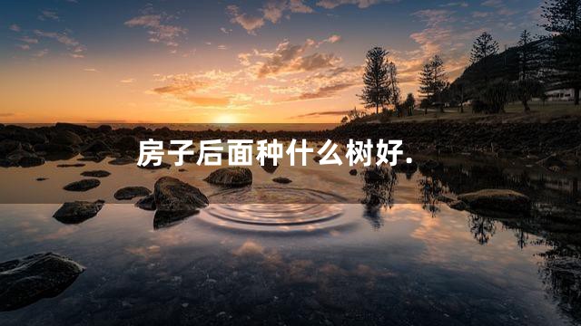 房子后面种什么树好.