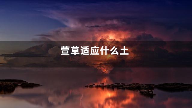 萱草适应什么土