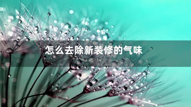 怎么去除新装修的气味