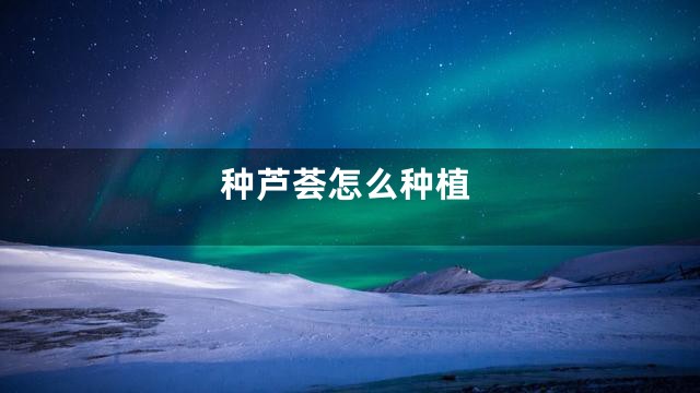 种芦荟怎么种植