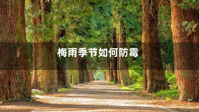 梅雨季节如何防霉