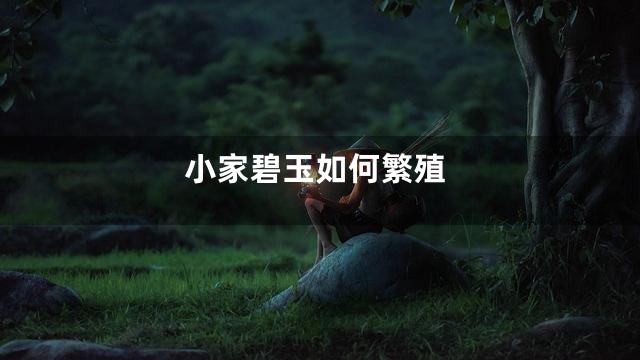 小家碧玉如何繁殖