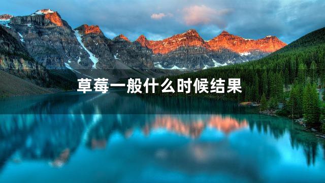 草莓一般什么时候结果