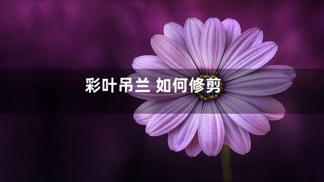 彩叶吊兰 如何修剪