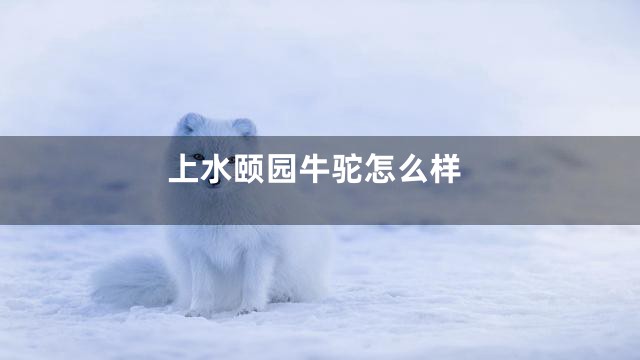上水颐园牛驼怎么样