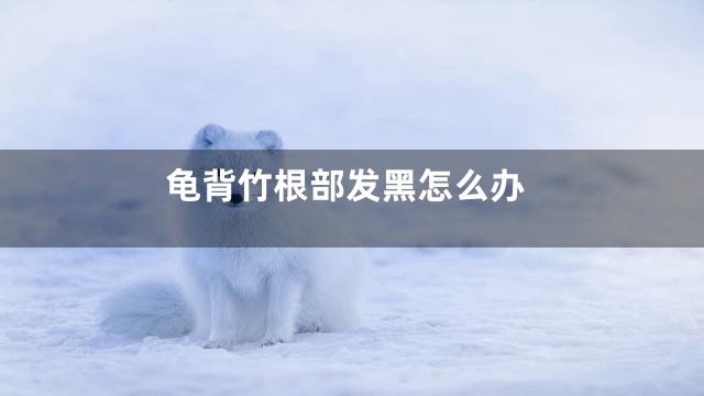 龟背竹根部发黑怎么办