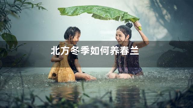 北方冬季如何养春兰