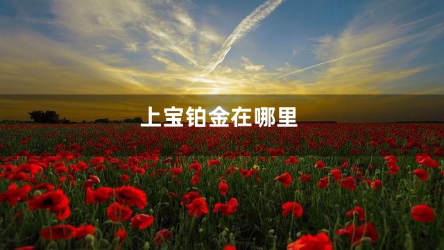 上宝铂金在哪里