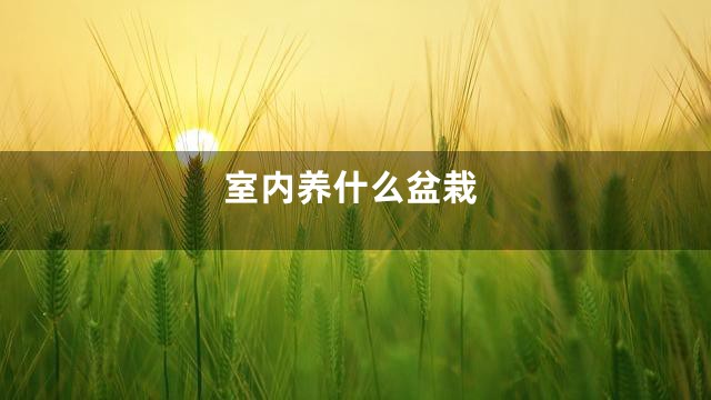 室内养什么盆栽