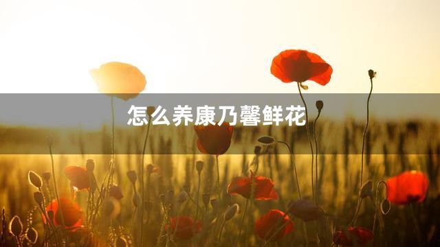 怎么养康乃馨鲜花