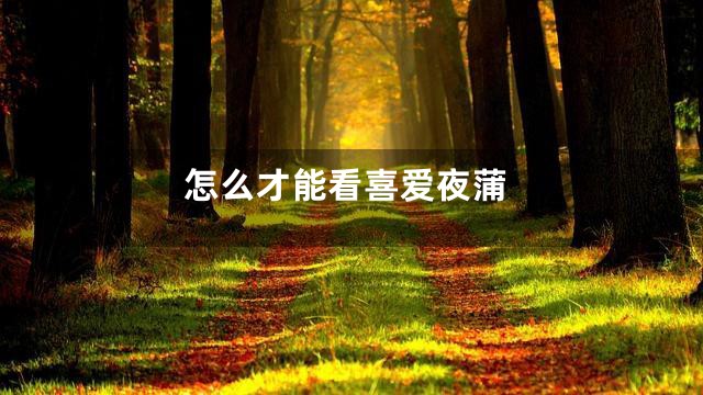 怎么才能看喜爱夜蒲