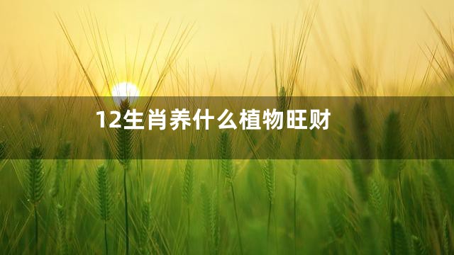 12生肖养什么植物旺财