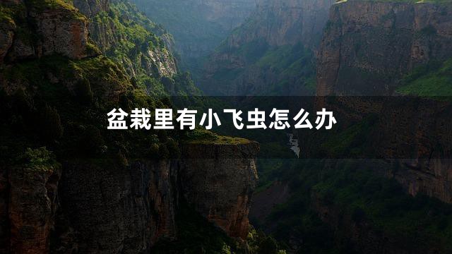 盆栽里有小飞虫怎么办