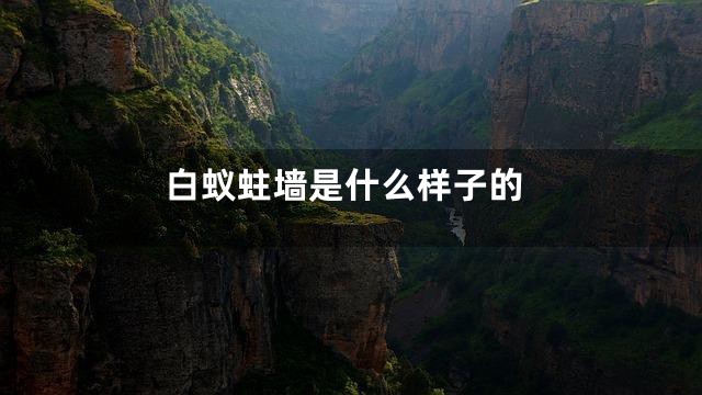 白蚁蛀墙是什么样子的