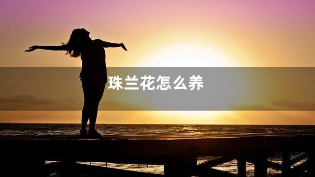 珠兰花怎么养
