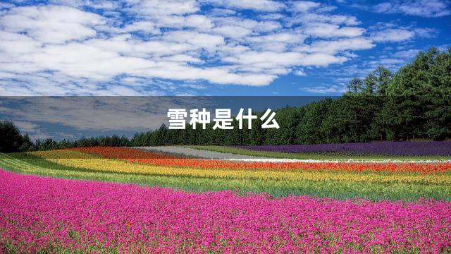 雪种是什么