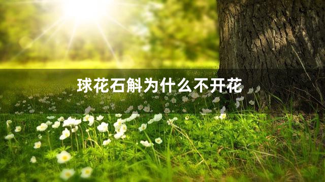 球花石斛为什么不开花