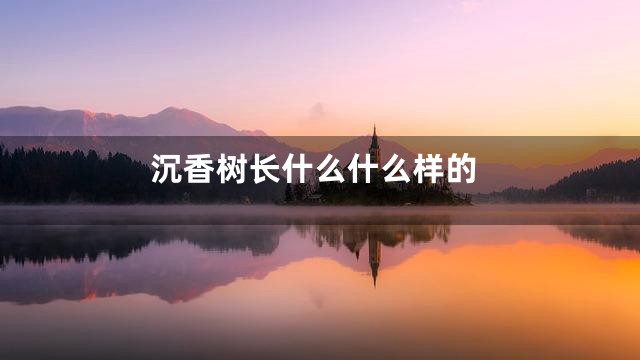 沉香树长什么什么样的