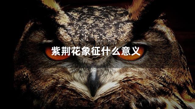 紫荆花象征什么意义