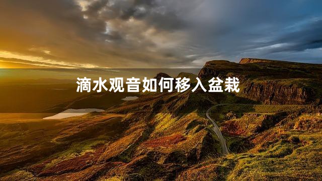 滴水观音如何移入盆栽