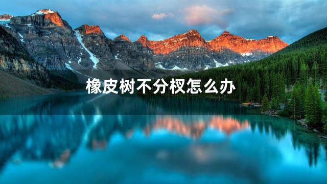 橡皮树不分杈怎么办