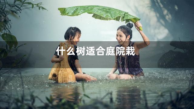 什么树适合庭院栽