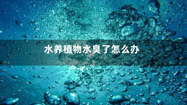 水养植物水臭了怎么办