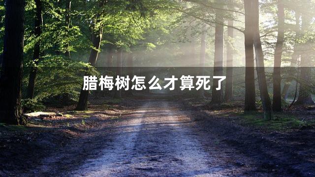 腊梅树怎么才算死了