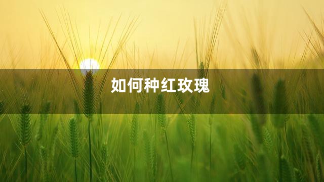 如何种红玫瑰