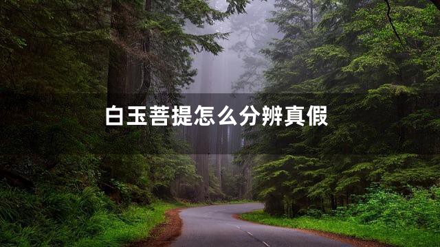 白玉菩提怎么分辨真假