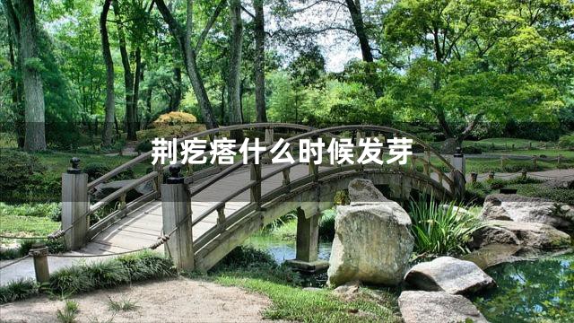 荆疙瘩什么时候发芽