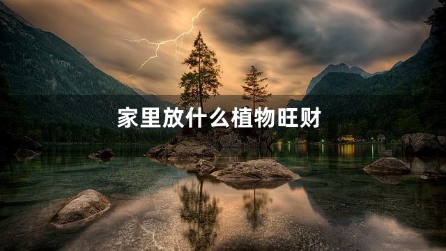 家里放什么植物旺财