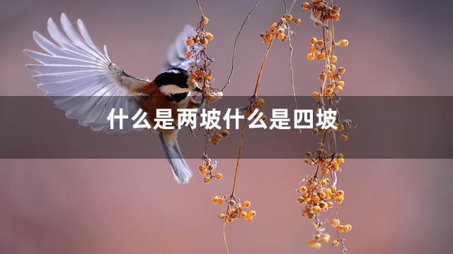 什么是两坡什么是四坡