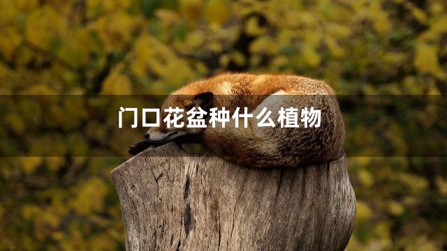 门口花盆种什么植物