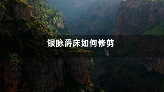 银脉爵床如何修剪