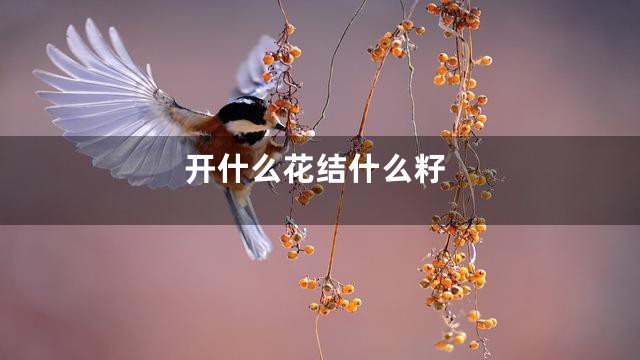 开什么花结什么籽