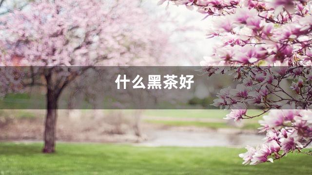 什么黑茶好