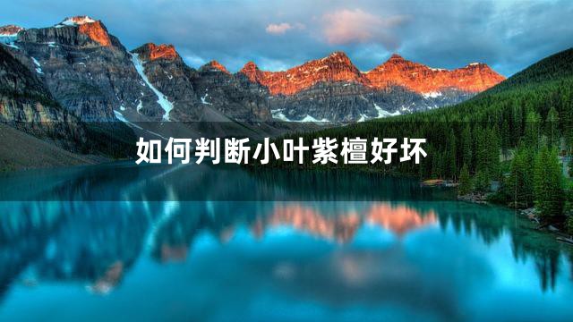 如何判断小叶紫檀好坏