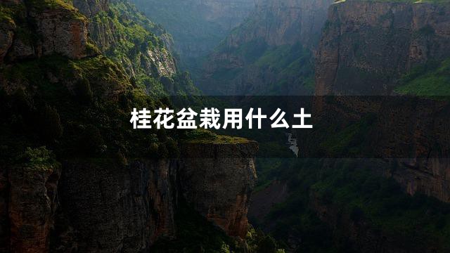 桂花盆栽用什么土