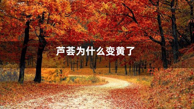 芦荟为什么变黄了