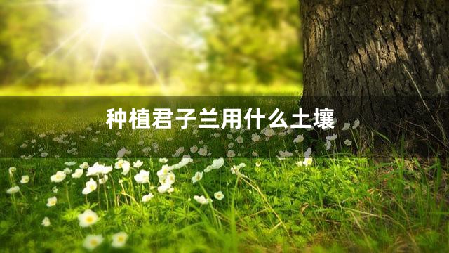 种植君子兰用什么土壤