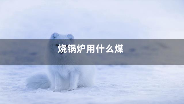 烧锅炉用什么煤