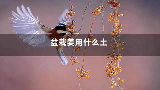 盆栽姜用什么土