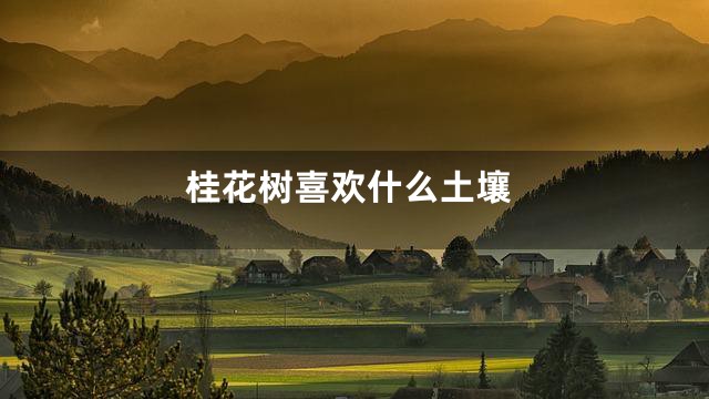 桂花树喜欢什么土壤
