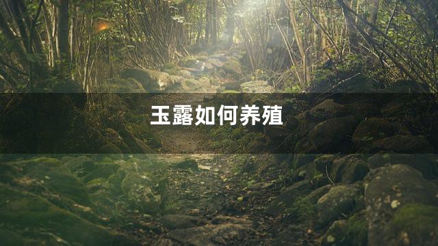 玉露如何养殖