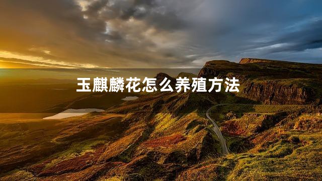 玉麒麟花怎么养殖方法