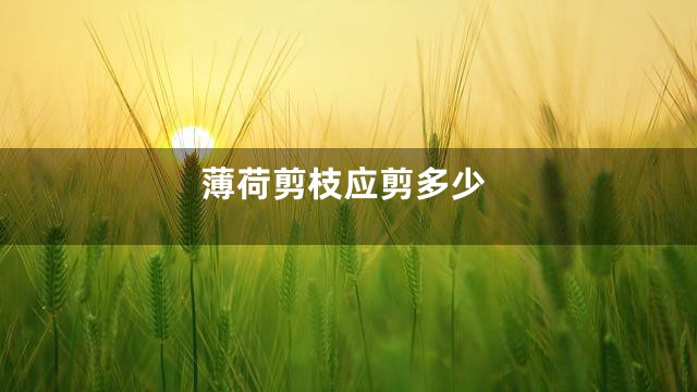 薄荷剪枝应剪多少